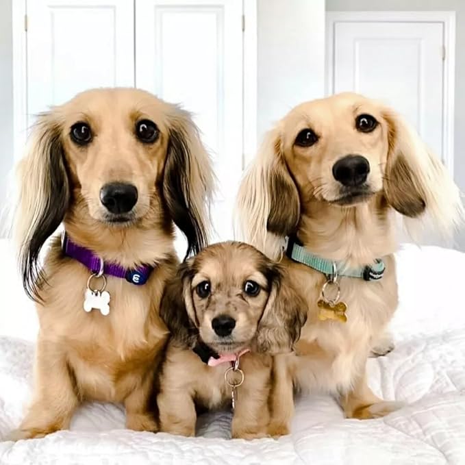 Blueberry Pet Essentials Small Dog Collar in French Pink | Adjustable & Eco-Friendly Durable Nylon Strap | Classic Collar for Small Dogs, Boy & Girl Pets