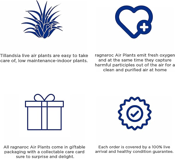 Air Plants - Tillandsia Red Capitata, Large 5-7” - 2 ct - Live Arrival Guaranteed - House Plants for Home Decor & Gift