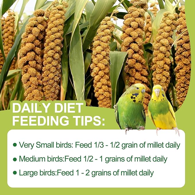 2LB Spray Millet Bird Treat for Parakeets, Natural Sun-Dried Birds Millet Spray for Parrots, Finches, Cockatiel, Budgie & Hamster, Bird Food Bulk