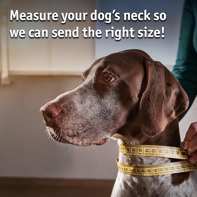 Biothane Custom Dog Collar – Waterproof, Stink-Proof Personalized Collar with Name & Phone Number – Durable, Many Sizes and Colors – Assembled in USA (Amethyst Purple)