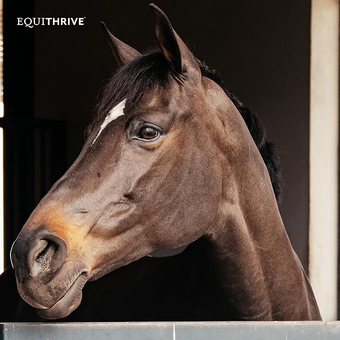 Equithrive Original Joint Supplement Powder with Resveratrol and Hyaluronic Acid for Horses, Equine Care, Molasses Flavor, 2 lbs