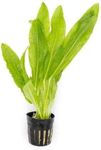 Echinodorus Major Ruffle Sword Live Plant for Freshwater Aquariums, Natural Fish Tank Decorations, and Aquatic Decor (1 Pot (2-3 Plants))
