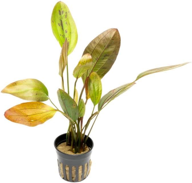 Echinodorus Ozelot Sword Live Plant for Freshwater Aquariums, Natural Fish Tank Decorations, and Aquatic Decor (1 Pot (2-3 Plants))