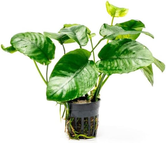 Anubias Live Aquarium Plants - Potted Freshwater Plant for Fish Tanks, Terrariums - Beginner Friendly Low Light (Barteri Wrinkle Leaf, 5 Pots)