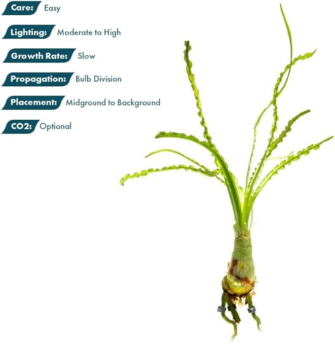 Crinum Calamistratum Live Aquarium Plant – African Onion Plant, Slow-Growing Freshwater Aquatic w/Curly Green Leaves for Planted Tanks, Background or Midground Tank Placement - Bulb