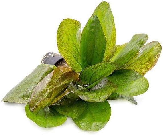 Echinodorus Fancy Twist Sword Live Plant for Freshwater Aquariums, Natural Fish Tank Decorations, and Aquatic Decor (1 Pot (2-3 Plants))