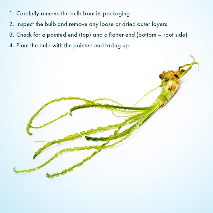 Crinum Calamistratum Live Aquarium Plant – African Onion Plant, Slow-Growing Freshwater Aquatic w/Curly Green Leaves for Planted Tanks, Background or Midground Tank Placement - Bulb