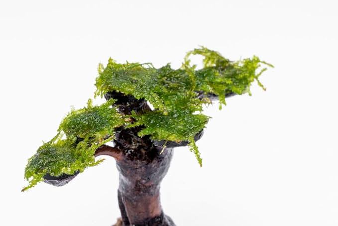 Live Aquarium Plants on Driftwood, Lava Rock, Moss, Fiber Mat - Freshwater Fish Tanks - Easy, Beginner Friendly (Moss on Bonsai Tree, (Small))