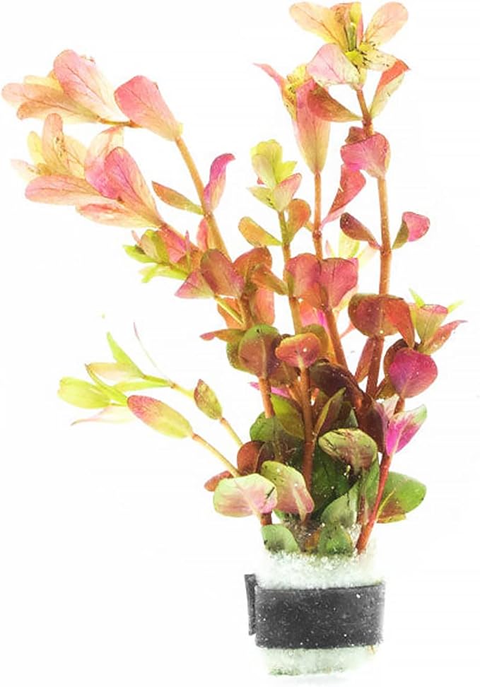 Live Aquarium Stem Plants - Freshwater Aquatic Plant for Fish Tanks, Aquascaping - (Rotala Rotundifolia Orange Juice, 1 Bunch)