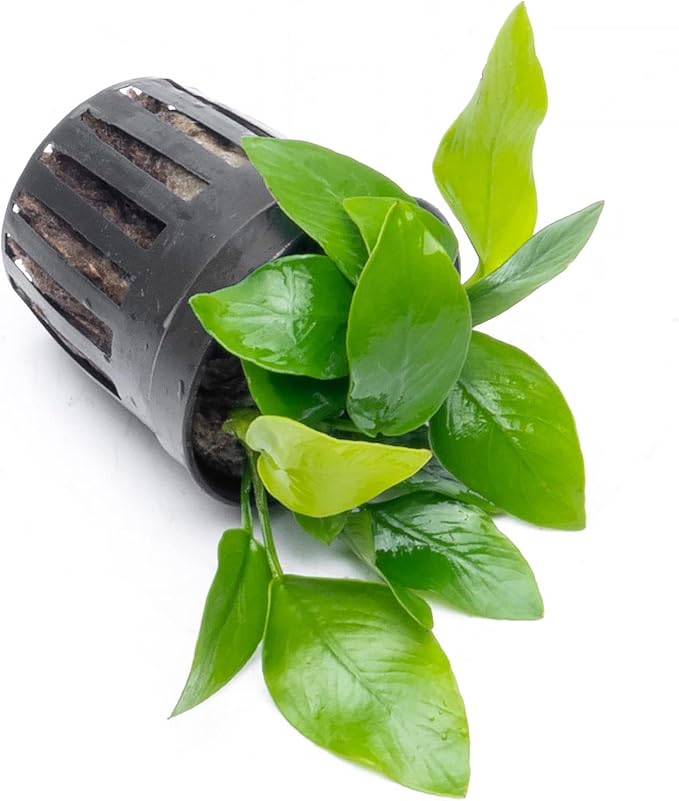 Anubias Live Aquarium Plants - Potted Freshwater Plant for Fish Tanks, Terrariums - Beginner Friendly Low Light (Nana Golden, 5 Pots)