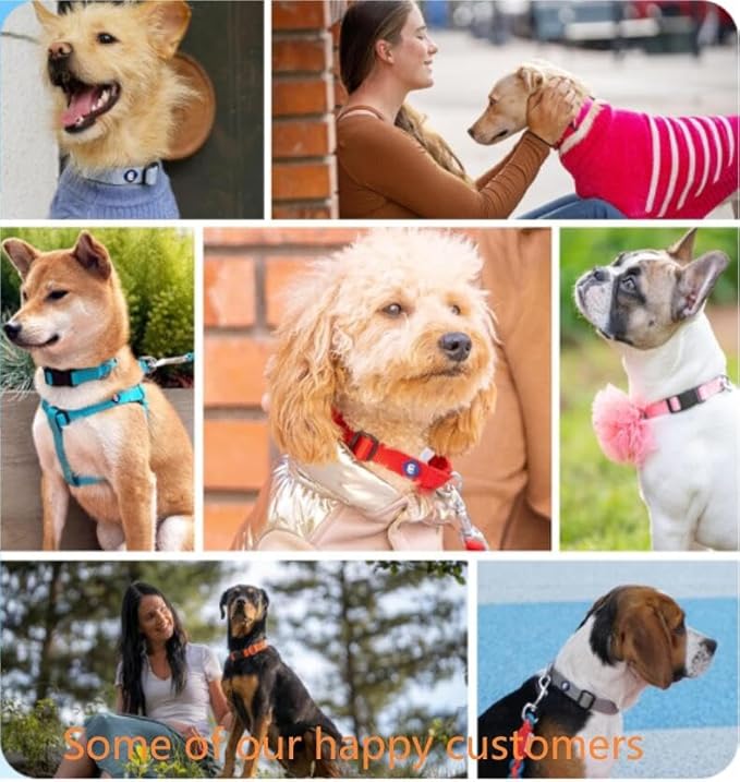 Blueberry Pet Essentials Small Dog Collar in French Pink | Adjustable & Eco-Friendly Durable Nylon Strap | Classic Collar for Small Dogs, Boy & Girl Pets