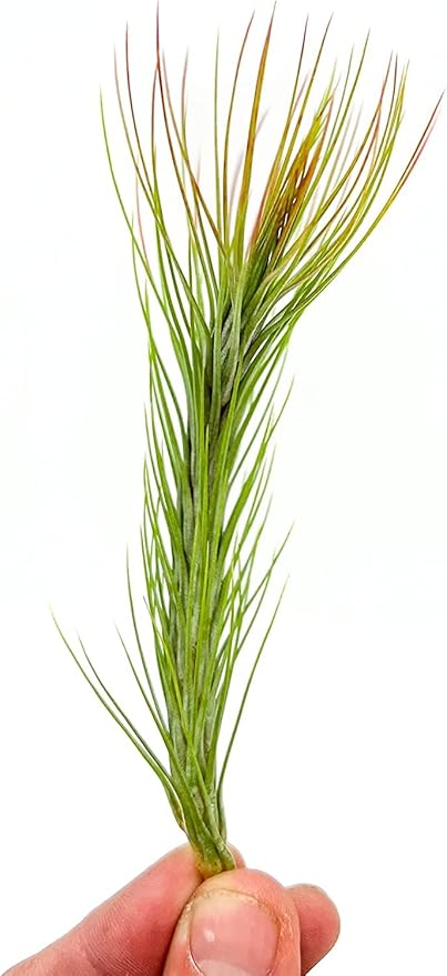 Air Plants - Tillandsia Funckiana Hybrid, Large 5-7" - 5ct - Live Arrival Guaranteed - House Plants for Home Decor & Gift