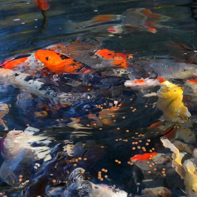 Blue Ridge Koi Fish Food 50lb - Platinum Pro Formula Goldfish Food, Premium Pond Pellets