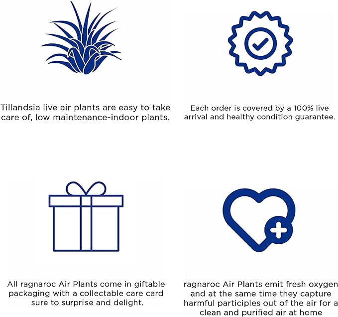 Air Plants - Tillandsia Straminea Jumbo 6-9" - 1ct - Live Arrival Guaranteed - House Plants for Home Decor & Gift