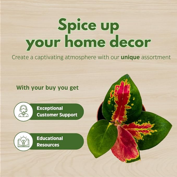 BubbleBlooms Aglaonema Assortment 2 inch Set of 4