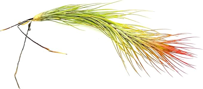 Air Plants - Tillandsia Funckiana Hybrid, Large 5-7" - 3ct - Live Arrival Guaranteed - House Plants for Home Decor & Gift