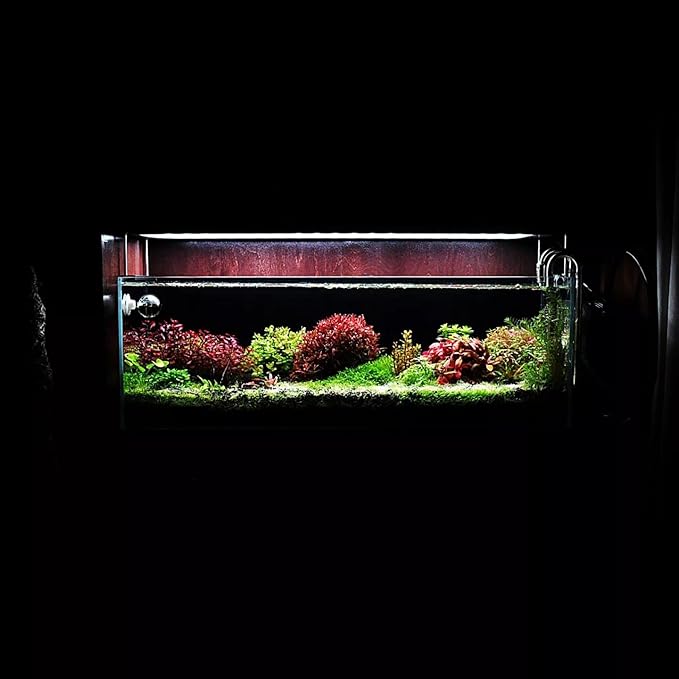 Live Aquarium Stem Plants - Freshwater Aquatic Plant for Fish Tanks, Aquascaping - (Moneywort Bacopa Monnieri, 1 Bunch)