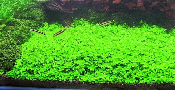 Foreground Potted Live Aquarium Plants | Freshwater Aquatic Plants for Aquariums (Potted Monte Carlo, 3 Pack)