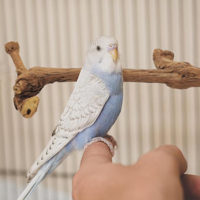 4 Pcs Natural Wooden Bird Perch Parrot Stand, 2 Grape Wood Perches, A Stand Fork Standing Branch, A Paw Grinding Fork, Bird Cage Accessories for Parakeets, Birdcage Sticks & Toys for Budgies, Finches