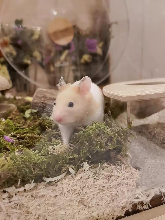 5L Forest Moss for Hamster Syrian Gerbils Bedding, Natural Moss Perfect for Potted Plants, Terrariums, Reptile Tanks and Live Creature Projects