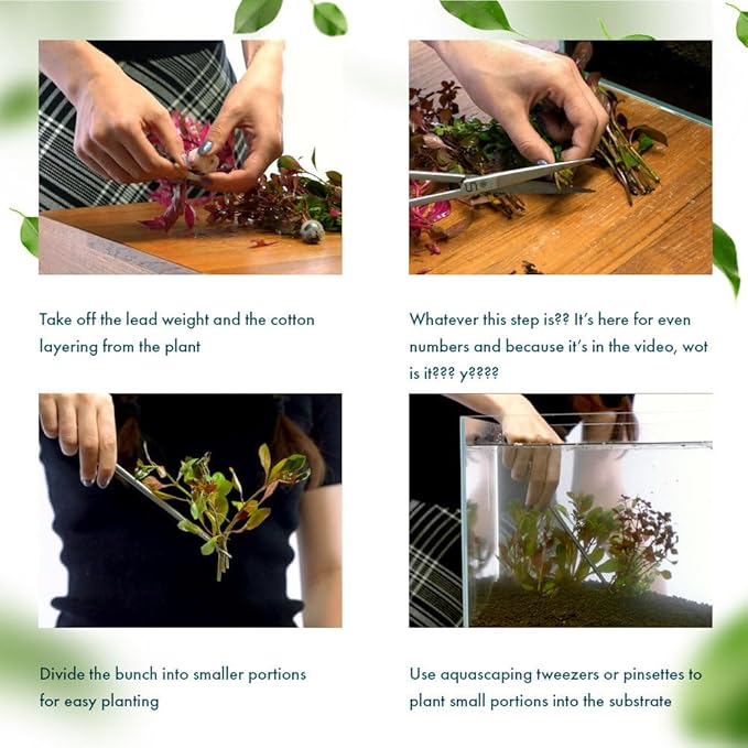 Live Plant - Ludwigia Inclinata 'Green' - Moderate Care, High Light, Bright Green Accent, Freshwater Aquatic Plant for Aquascaping - Lead Bunch