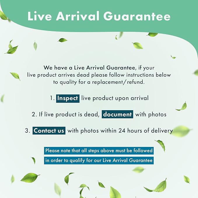 Live Aquarium Plants on Driftwood, Lava Rock, Moss Mat - Freshwater Fish Tank Plants (Bucephalandra Mix, Driftwood (Medium))