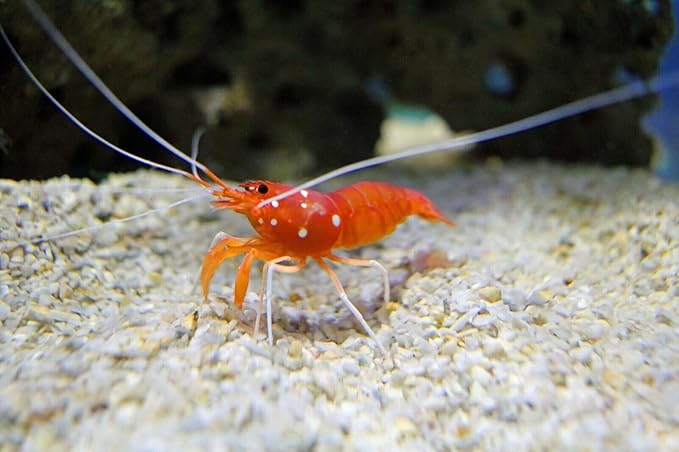 Aquatic Foods Inc. 4-Type Ultra Mix of 1/2" - 12mm Sinking Wafers, Spirulina-Algae, Worm, Shrimp, Intense Color Enhancing Wafers for Plecos, Shrimp, Snails, All Tropical Fish - 1/2-lb