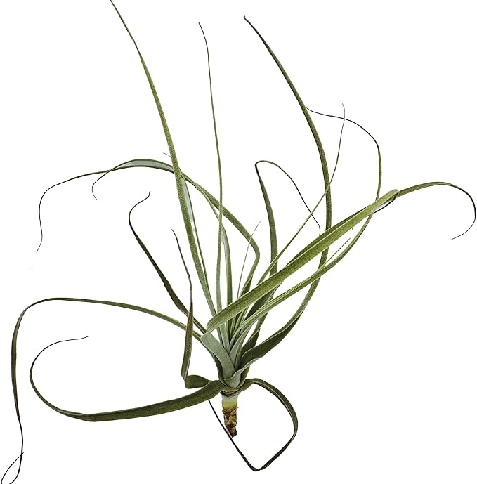 Air Plants - Tillandsia Straminea Jumbo 6-9" - 2ct - Live Arrival Guaranteed - House Plants for Home Decor & Gift