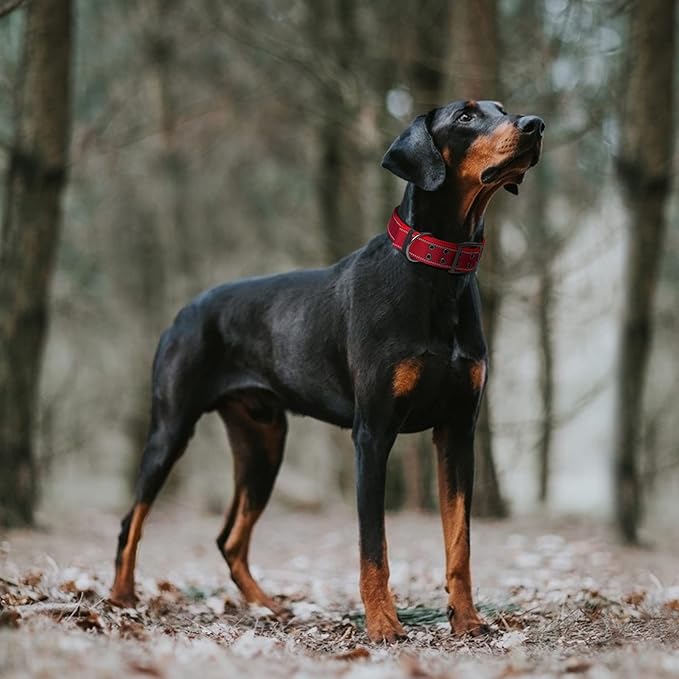 Fida Heavy Duty Dog Collar 1.5” Width, Ultra Soft Neoprene Padded, Adjustable Reflective Nylon Pet Collar with Two Metal Pin Belt Buckle for Large/X-Large Breeds (XL, Red)