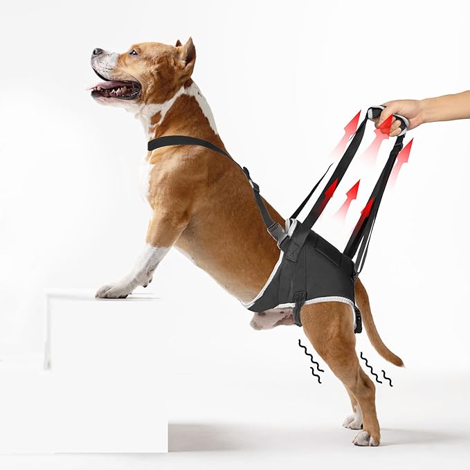 Dog Sling for Medium Dogs Hind Leg Support – Helps with Joint Pain, Mobility Issues, and Ivdd, Rear Leg Lift Harness with Chest Strap, Adjustable Elastic, and Reflective Material, M