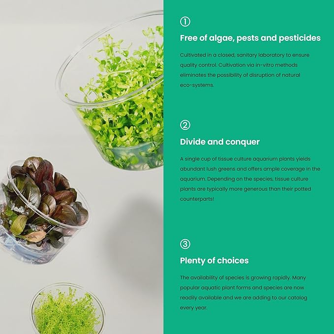 Ultum Nature Systems Live Tissue Culture - Bucephalandra Kedagang Round Mini - Easy Care - Low to Medium Light - Dark Green and Red Accent - Foreground - 100% Snail Free Grown in-Vitro - Small Cup