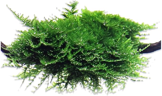 Aquarium Christmas Moss Vesicularia Portion Plant - All Natural & Organic Aquatic Plants - Absorbs Excess Nutrients - Long Lasting & Easy to Care Plants - Suitable for Summer & Winter
