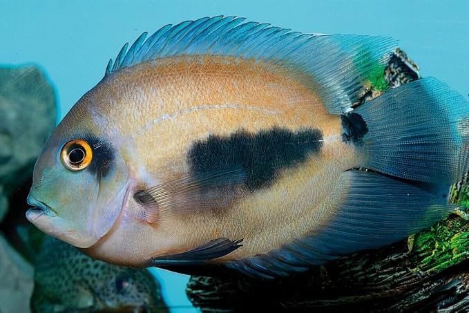 Aquatic Foods Inc. Brine Shrimp Flakes for Freshwater Cichlids, Angels, Tetras, Guppies, Marine Tangs, Butterflies, Angelfish, Anthias, Clown Fish. WL…1-lb (2 x 1/2-lb Bags)