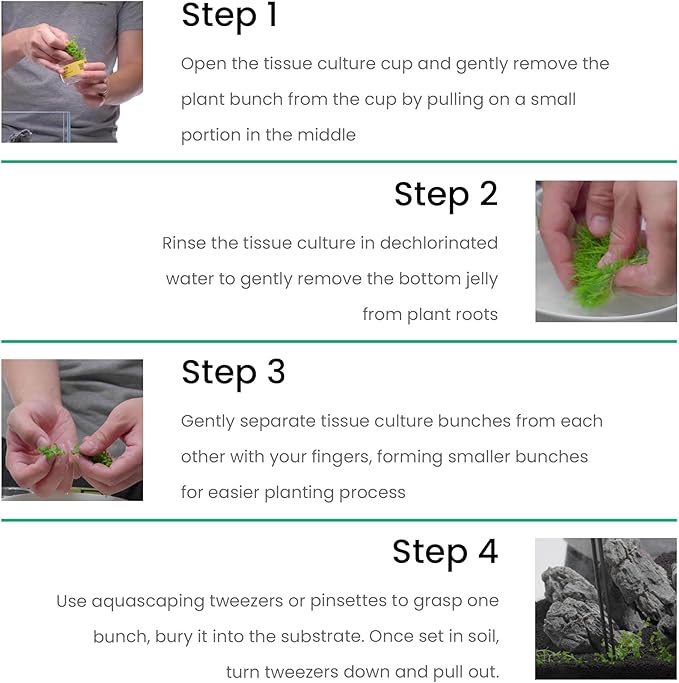 Ultum Nature Systems Cryptocoryne Wendtii Brown Tissue Culture Live Plant for Aquarium, Aquascape, Freshwater Fish Tanks - 100% Snail Free in Vitro
