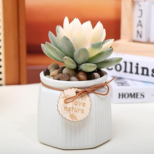 Calofulston 5lb Drainage Rocks for Potted Plants, 1/5 Inch Small Pebbles for Plants, Aquarium, Fish Tank, Terrarium, Succulent, Vases, Decorative Pea Gravel for Plants, Mixed Color