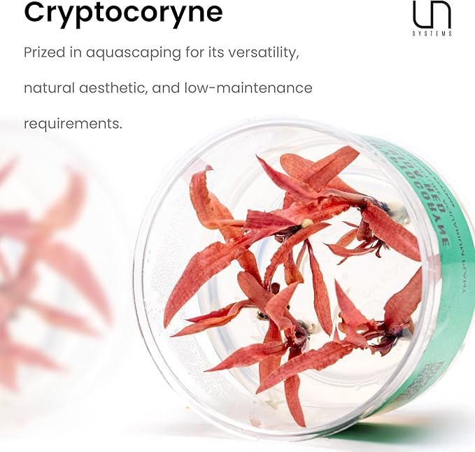 Ultum Nature Systems Live Tissue Culture - Cryptocoryne Wendtii 'Sindoor' - Moderate - Low to Medium Light - Red and Orange Accent - Midground - 100% Snail Free Grown in-Vitro - Regular Cup