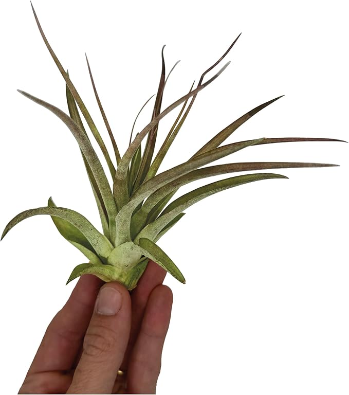 Air Plants - Tillandsia Brachycaulos Multiflora, Jumbo 5-7" - 1 ct - Live Arrival Guaranteed - House Plants for Home Decor & Gift