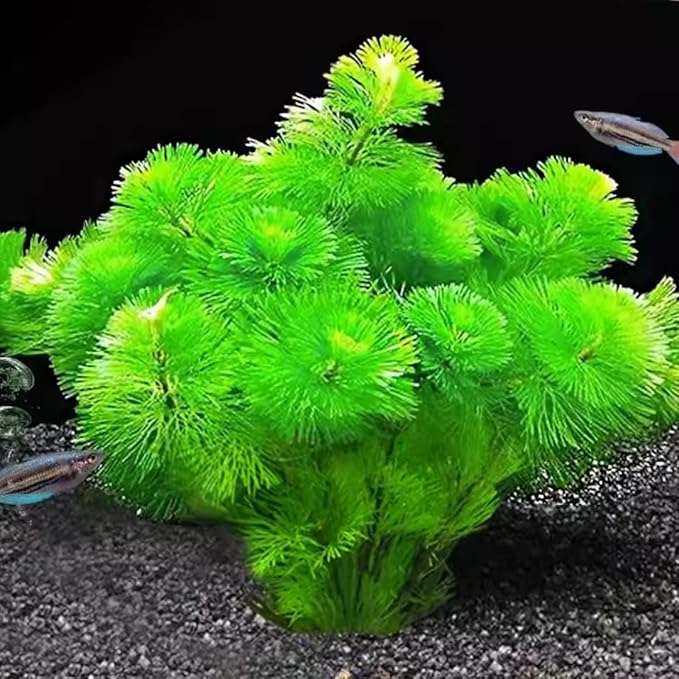 21 Stems Cabomba Live Plants Aquarium, Green Cabomba Live Aquarium Plants, Cabomba Plants Live, 4 to 6 Inches Tall