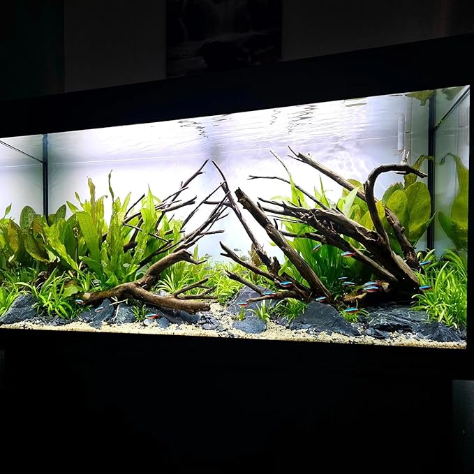 Amazon Sword Echinodorus Bleheri Live Plant for Freshwater Aquariums, Natural Fish Tank Decorations, and Aquatic Decor (5 Pots (10-15 Plants))