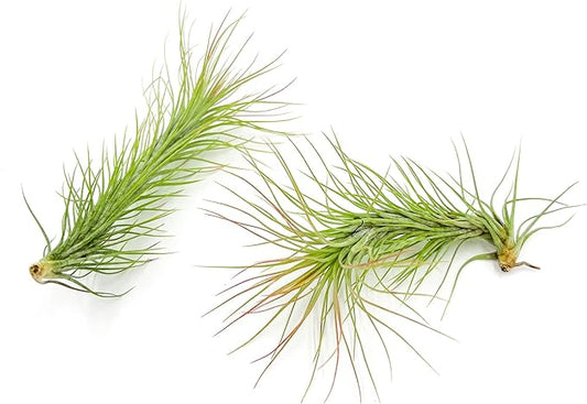 Air Plants - Tillandsia Funckiana, Large 5" - 2ct - Live Arrival Guaranteed - House Plants for Home Decor & Gift