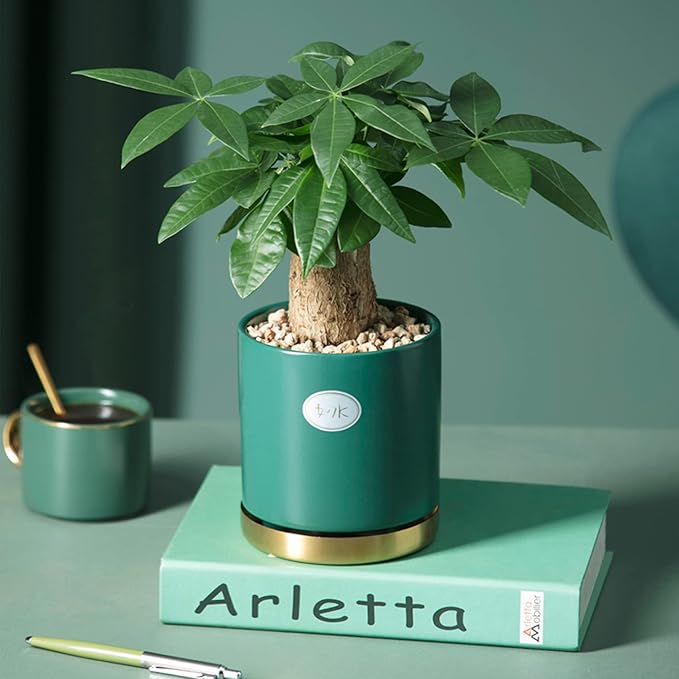 3lb Cactus Pea Gravel Rocks,1/5 Inch Pebbles for Indoor Plants, Natural Succulent Rock and River Rocks Decorative for Aquariums, Vases, Terrarium, Outdoor Gardening, Top Dressing for Potted Plants