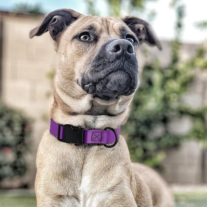 Dogline Biothane Waterproof Dog Collar with Quick Release Buckle Strong Coated Nylon Webbing with Odor- Proof for Easy Care Easy to Clean Fits Small Medium Large Dogs, Purple 5/8" W 9-14" L
