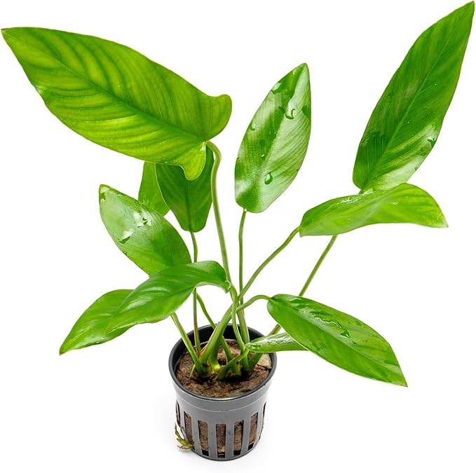 Live Plants – Anubias Hastifolia (Anubias hastifolia) – Low to Moderate Light, Medium to Dark Green Arrow-Shaped Leaves, Midground to Background Tank Placement - Pot, 3 Pack