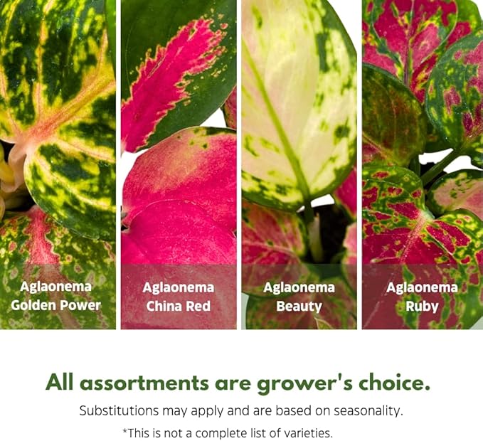 BubbleBlooms Aglaonema Assortment 2 inch Set of 4