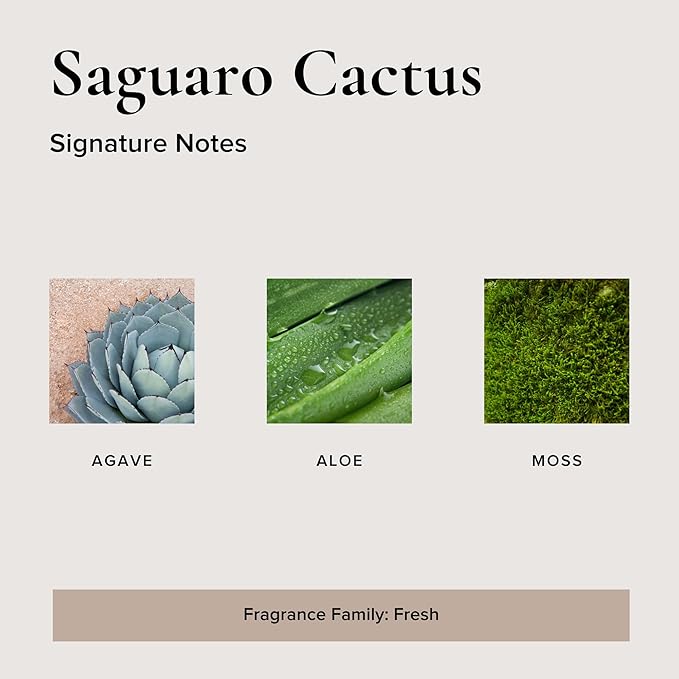 Broken Top Botanical Car Air Freshener Variety Pack, 6 Pack (2 Coconut Sandalwood, 2 Saguaro Cactus, 2 Sea Salt Surf)