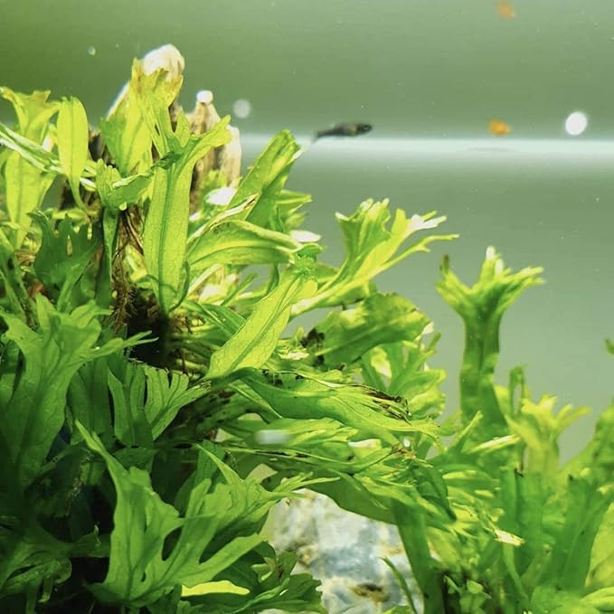 Anubias, Java Fern, Moss and more! Freshwater Live Aquarium Plants on Driftwood for Aquatic Tropical Fish Tank Decorations - Easy for Beginner by Greenpro (Java Fern Windelov)