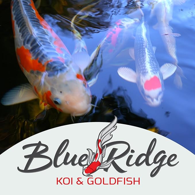 Blue Ridge Koi Fish Food 50lb - Koi Food Mini Growth Formula, Goldfish Food, Premium Fish Food for Ponds, Ponds Fish Food, Floating Pond Pellets