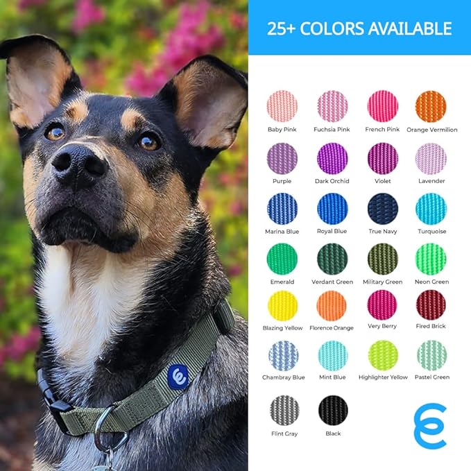 Blueberry Pet Essentials Small Dog Collar in Royal Blue | Adjustable & Eco-Friendly Durable Nylon Strap | Classic Collar for Small Dogs, Boy & Girl Pets