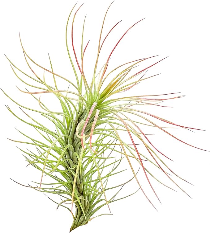Air Plants - Tillandsia Funckiana, Large 5" - 2ct - Live Arrival Guaranteed - House Plants for Home Decor & Gift