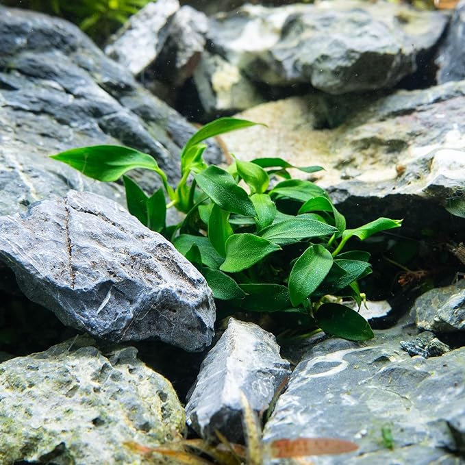 Ultum Nature Systems Anubias Heterophylla Tissue Culture Live Plant for Aquarium, Aquascape, Freshwater Fish Tanks - 100% Snail Free in Vitro
